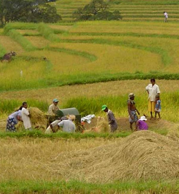 Experience a Unique Side of Sri Lanka