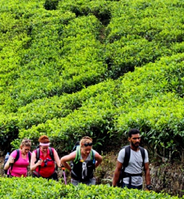 The Finest Tea in the World